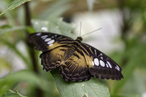Leopard lacewing heliconiine butterfly sitting on a leaf