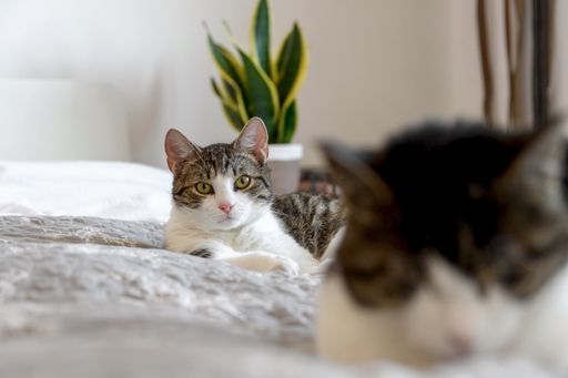 A cute shorthair cat looking at another kitten while lying on a soft bed
