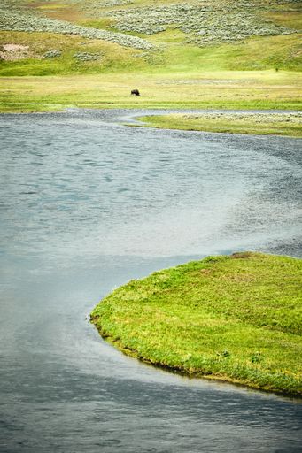 A vertical shot of a furry buffalo in Yellowstone National Park, Wyoming USA