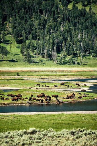 A vertical shot of buffalos in Hayden Valley, Yellowstone National Park, Wyoming USA