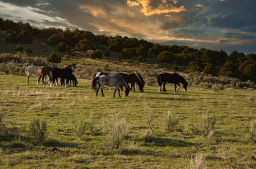 A beautiful shot of horses grazing in a green meadow on a hill at sunset