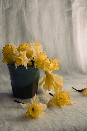 A vertical shot of blooming narcissus flowers in a vase