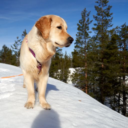 A closeup shot of a Russian tracker dog in the greenery in winter