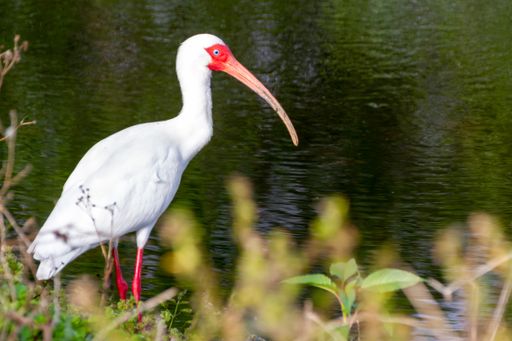 A selective focus shot of a White Ibis bird near Lakeland, Florida