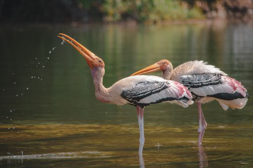Two beautiful storks standing in the water and drinking water
