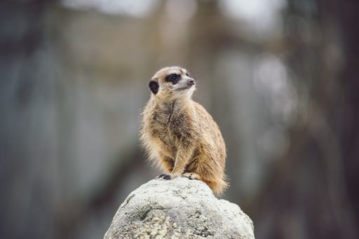 Meerkat (Suricata suricatta) on a stone. The animal guards its surroundings.