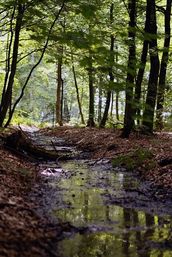 A vertical high angle shot of a small river in the forest during the daytime