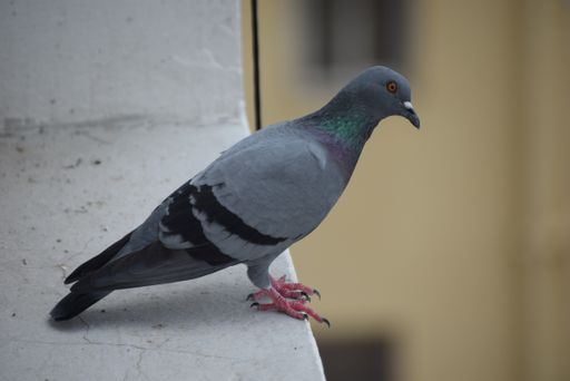 A selective focus shot of a pigeon from side profile sitting on a stone surface