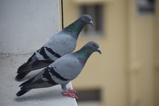 A selective focus shot of two pigeons from side profile sitting on a stone surface