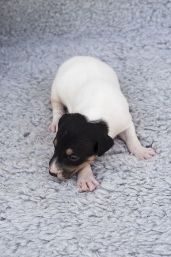 A closeup shot of a little newborn Andalusian Bodeguero puppy on a bed
