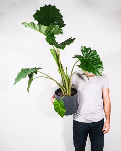 A vertical shot of a person holding a potted plant