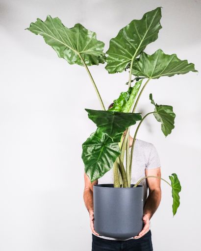 A vertical shot of a person holding a potted plant
