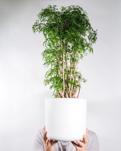 A vertical shot of hands holding a potted plant
