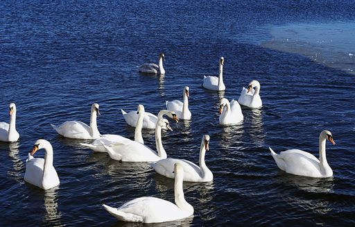 A high angle shot of a group of white swans swimming in the lake