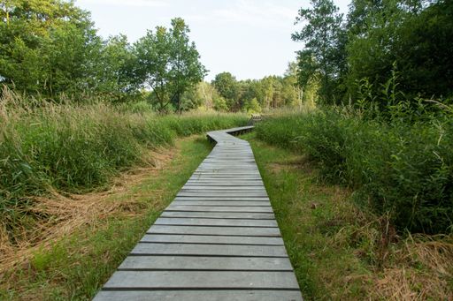 A beautiful boardwalk through the marsh in netherlands