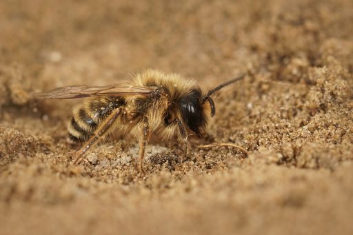 A selective focus shot of a female yellow-legged mining bee on the ground