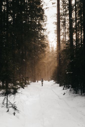 A vertical shot of a person walking in a forest covered in trees and snow under the sunlight