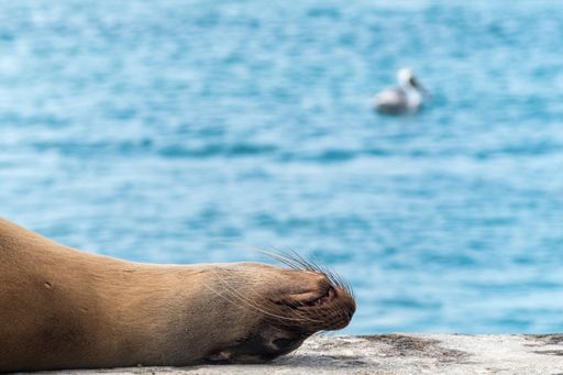 A sea lion sleeping on a pier the sea in Galapagos Islands, Ecuador