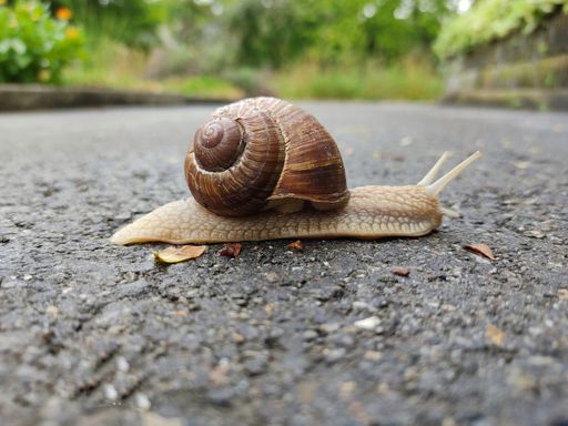 A selective focus shot of a snail on the asphalt