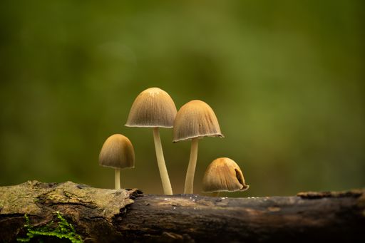 A selective focus shot of the tiny beige mushrooms grown on a mossy surface