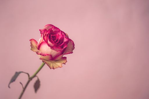 A selective focus shot of a white rose with pink edges on the pink background
