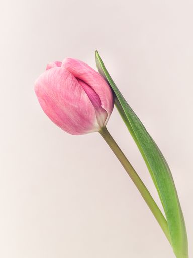 A selective focus shot of the pink tulip - perfect for a background
