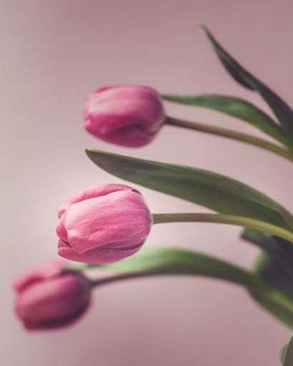 A selective focus shot of the pink tulips - perfect for a background