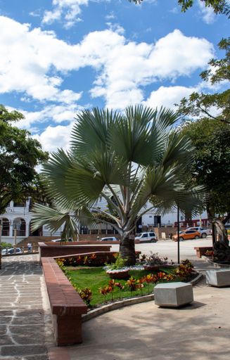A vertical shot of plants in a park near a resort and cars on the street