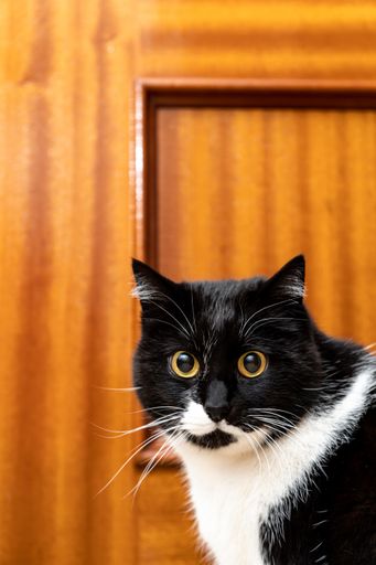 Vertical shot of a close up of the head of a tuxedo black and white domestic cat