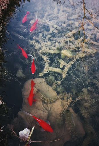 A top view of koi fishes from Amur carp breed in water