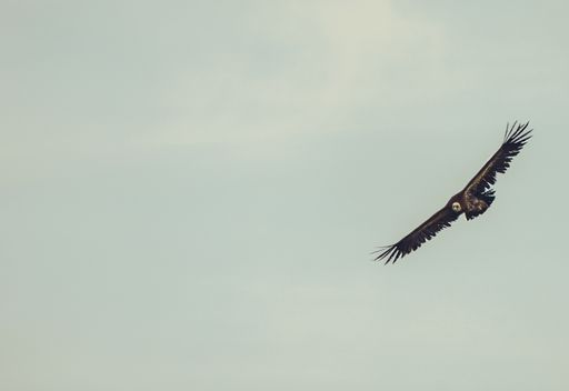 A Nepal Condor flying under the clear sky - freedom concept