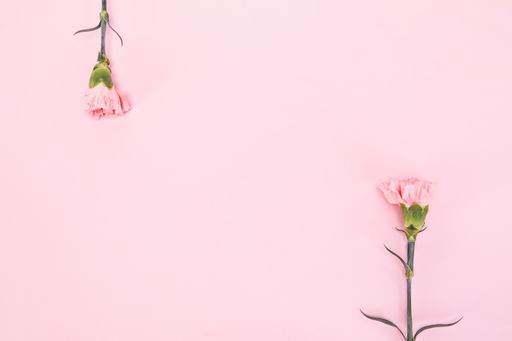 A top view of two carnation flowers on pink background with space for text in the middle