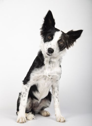 A vertical shot of an adorable Border Collie puppy on a white background