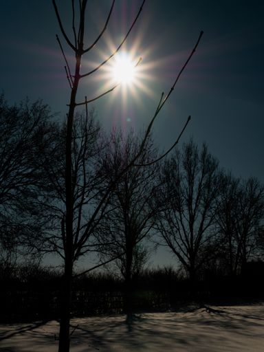 A vertical shot of bare trees and a shining sun on a blue sky background