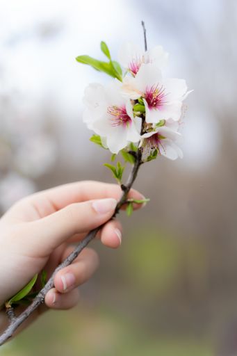 A vertical shot of a person's hand holding an almond sprig