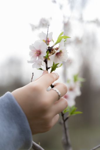 A vertical shot of a person's hand holding an almond sprig