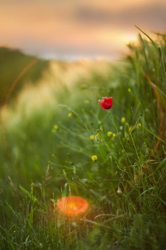 A vertical closeup shot of a beautiful red tulip in a grassy field with a blurry background