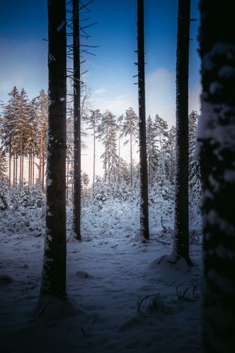 A vertical shot of a beautiful, magical forest covered in snow