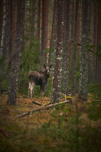 A vertical shot of a deer in the forest with tall trees during the daytime