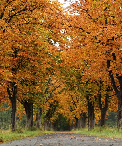 A path through a tunnel of orange autumn trees at a park on a beautiful day