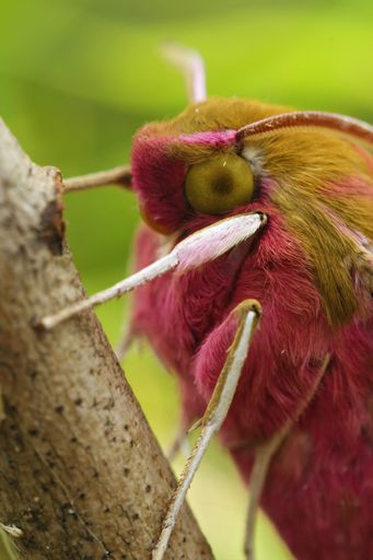 A selective focus shot of an elephant hawk-moth