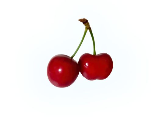 A closeup shot of two red ripe shiny fresh sweet cherries attached by their stem isolated on a white background.