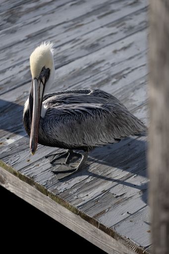 A vertical high angle closeup shot of a cute pelican standing on the wooden pier