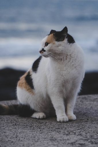 A selective focus shot of a beautiful at from the side profie