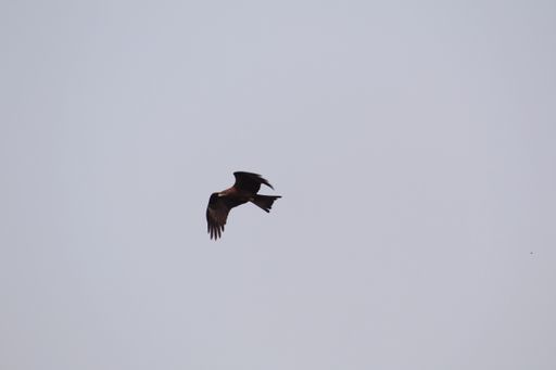 A low angle shot of an eagle in the sky
