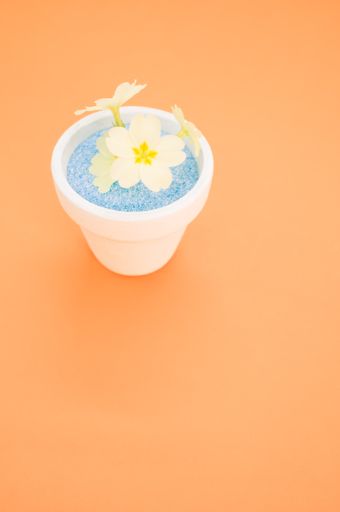 A vertical shot of yellow flowers in a pot of blue sand on an orange background