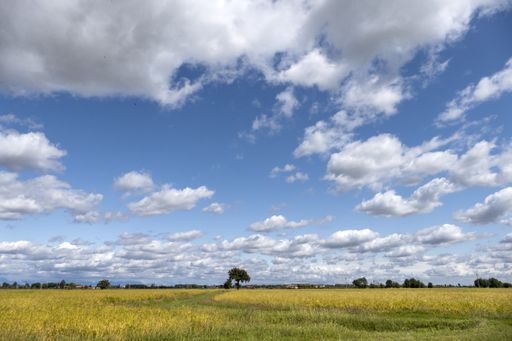 A closeup shot of a field with trees in the background under a bright sky