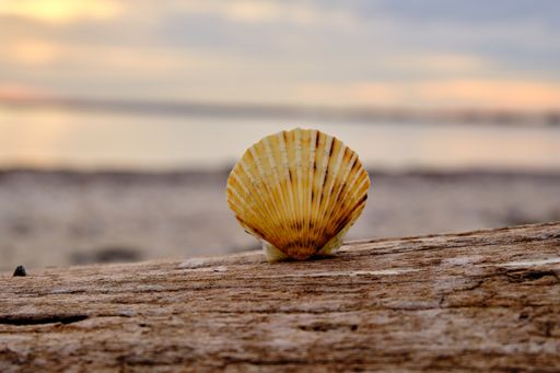 A scallop shell standing upright on a wooden surface with  the shore on the background  at dusk
