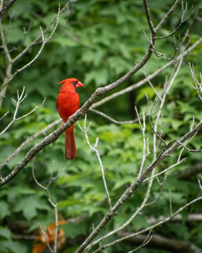 An amazing unique red Northern cardinal perched on a twig of a tree
