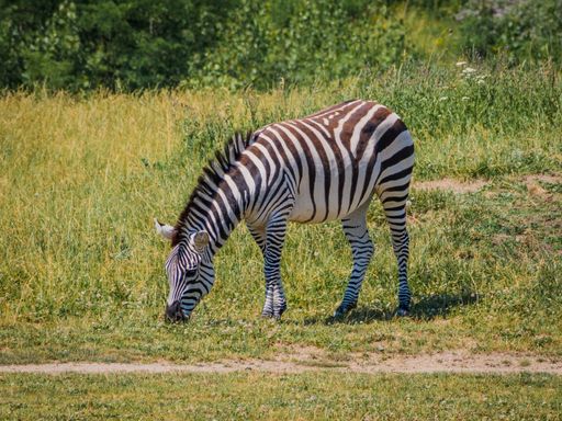 A brown and white zebra grazing in the field